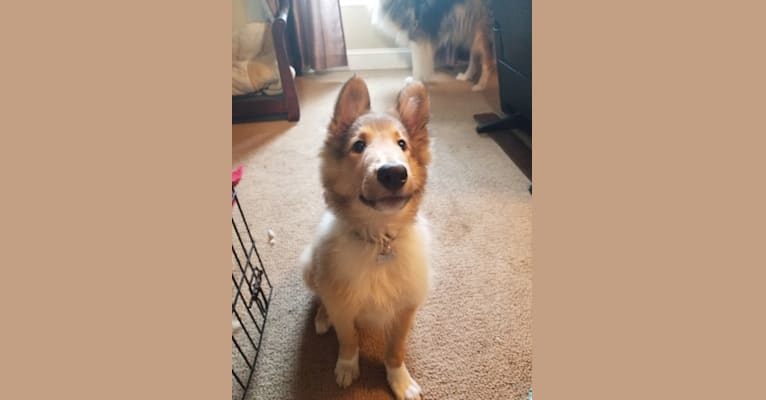 Photo of Jackson, a Collie  in Charlotte, NC, USA