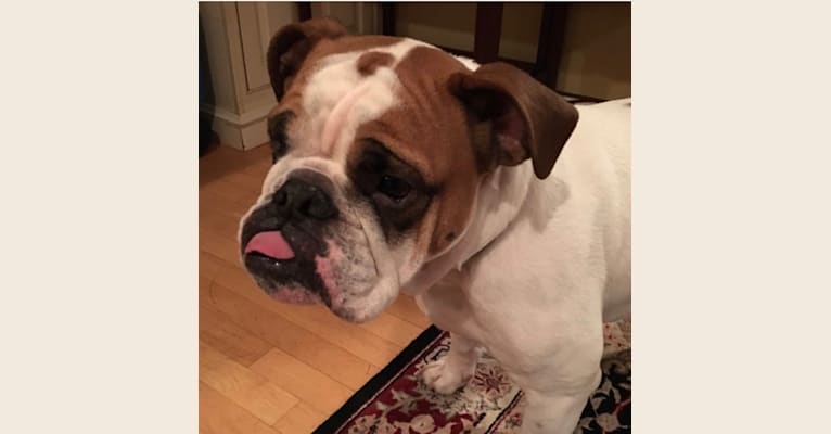 Photo of Hank, a Bulldog  in Kentucky, USA