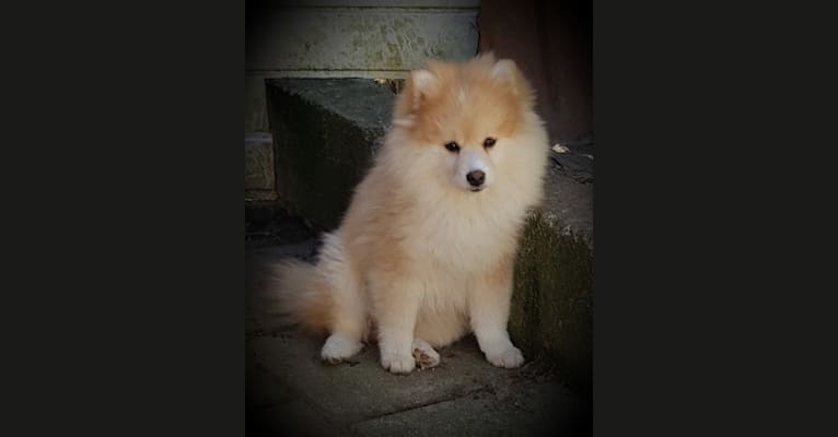 Pomsky Bandits' Saya, a Pomeranian and Siberian Husky mix tested with EmbarkVet.com