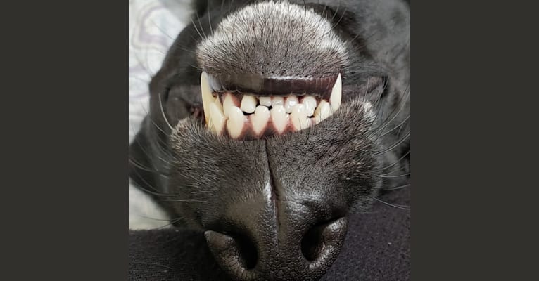 Luna, a Labrador Retriever and German Shepherd Dog mix tested with EmbarkVet.com
