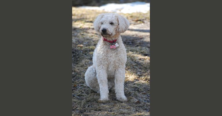 Fig, a Soft Coated Wheaten Terrier and Miniature Schnauzer mix tested with EmbarkVet.com
