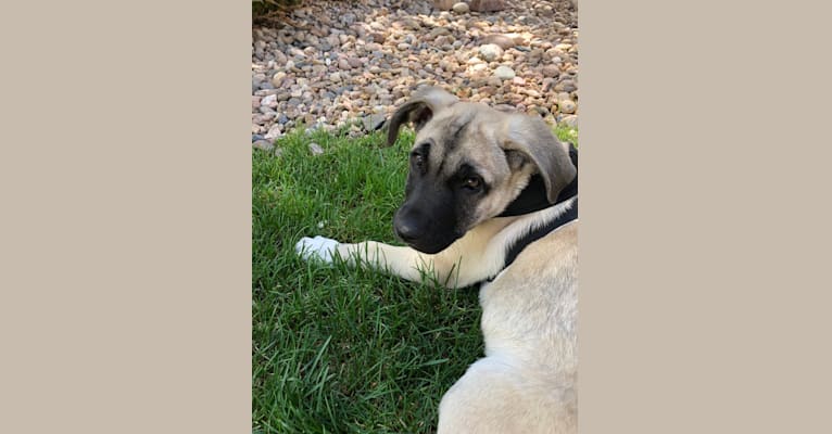 kangal stafford mix
