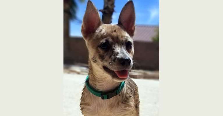 Daenerys, a Chihuahua and Schipperke mix tested with EmbarkVet.com