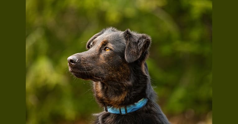 Koda, a German Shepherd Dog and Australian Cattle Dog mix tested with EmbarkVet.com