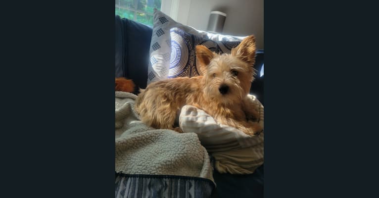 Gizmo, a Norwich Terrier tested with EmbarkVet.com