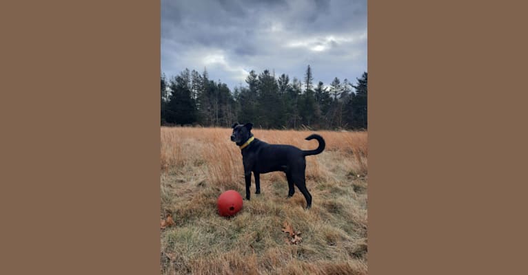 Photo of Pogie, an American Pit Bull Terrier, German Shepherd Dog, Siberian Husky, Golden Retriever, Boxer, and Mixed mix