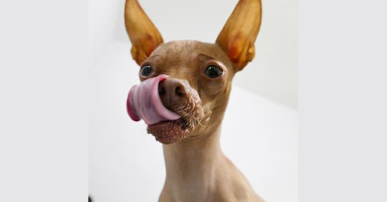 Shaggy The Hairless, a Chihuahua tested with EmbarkVet.com