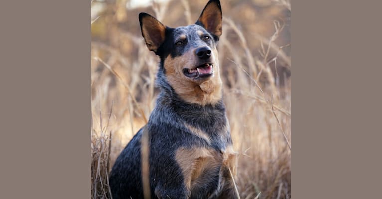 Bailey, an Australian Cattle Dog tested with EmbarkVet.com