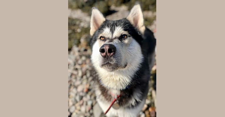 Bane, a Siberian Husky and German Shepherd Dog mix tested with EmbarkVet.com