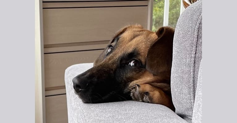 Roux, a Belgian Malinois and Beagle mix tested with EmbarkVet.com