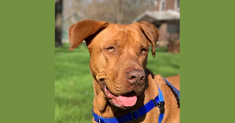 Photo of Charlie, a Boxer, Chow Chow, Australian Shepherd, American Pit Bull Terrier, Labrador Retriever, and Redbone Coonhound mix in Missouri, USA