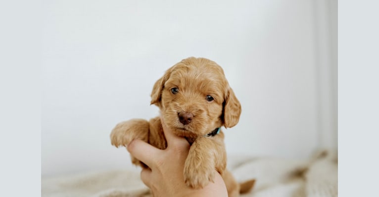 Maisie Mae, a Goldendoodle tested with EmbarkVet.com