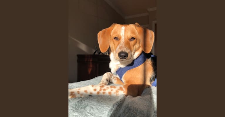 Akita beagle sales