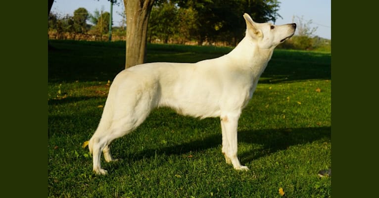 Maat, a White Shepherd and German Shepherd Dog mix tested with EmbarkVet.com