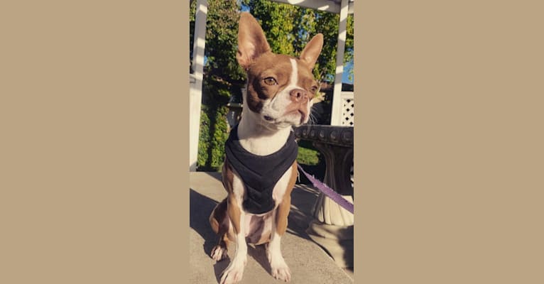 Berry, a Boston Terrier tested with EmbarkVet.com