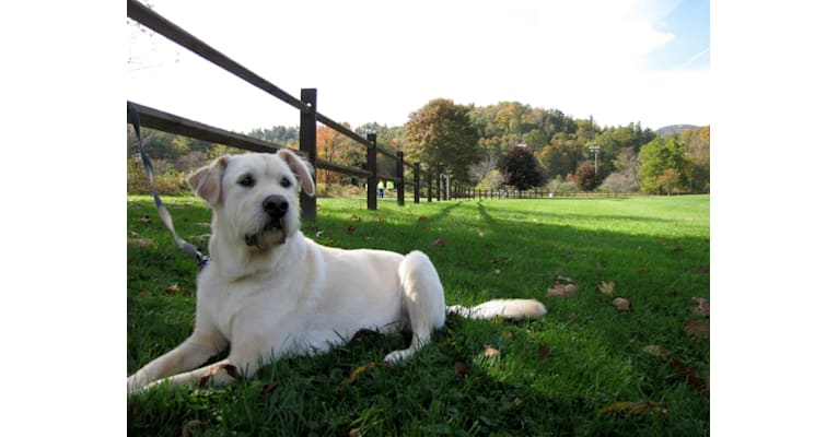 Gunther, a Great Pyrenees and Beagle mix tested with EmbarkVet.com