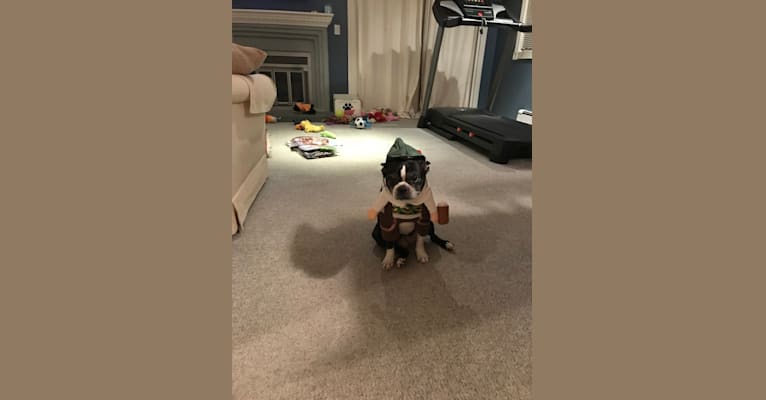 Lexington, a Boston Terrier tested with EmbarkVet.com