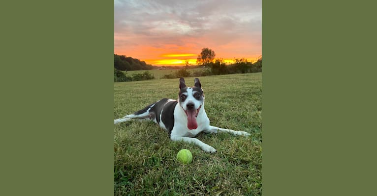 Photo of Maddie, an American Pit Bull Terrier and Rat Terrier mix in Fayetteville, Arkansas, USA