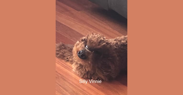 Vinnie, a Poodle tested with EmbarkVet.com