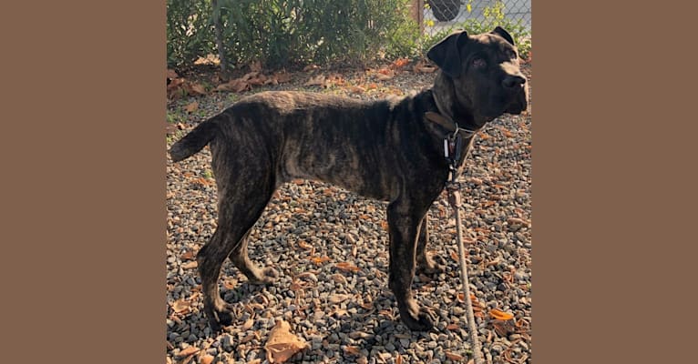 Artie, a Cane Corso tested with EmbarkVet.com
