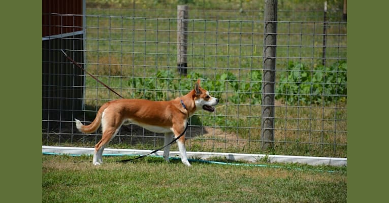 Joe, a Carolina Dog tested with EmbarkVet.com