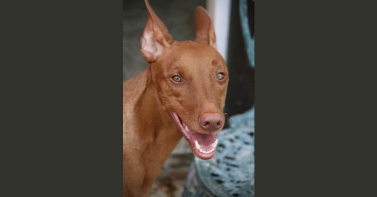 Guzi, a Pharaoh Hound tested with EmbarkVet.com