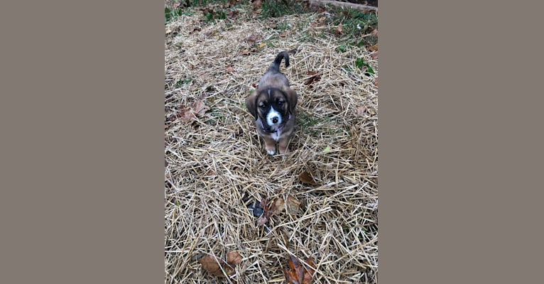 Hazel, a Treeing Walker Coonhound and German Shepherd Dog mix tested with EmbarkVet.com
