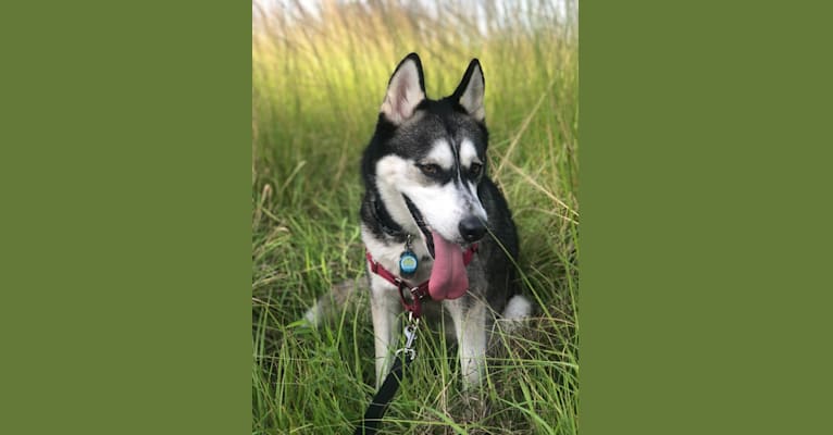 Leila, an Alaskan Malamute and Siberian Husky mix tested with EmbarkVet.com