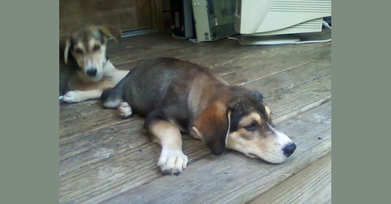 Gage, a Siberian Husky and Beagle mix tested with EmbarkVet.com