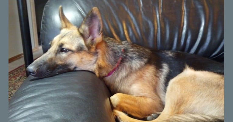 Lola, a German Shepherd Dog tested with EmbarkVet.com
