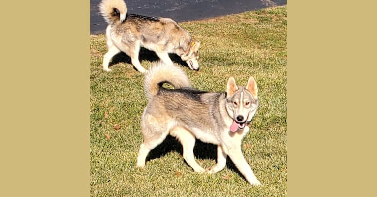 Khatsky, a Siberian Husky and Alaskan Malamute mix tested with EmbarkVet.com
