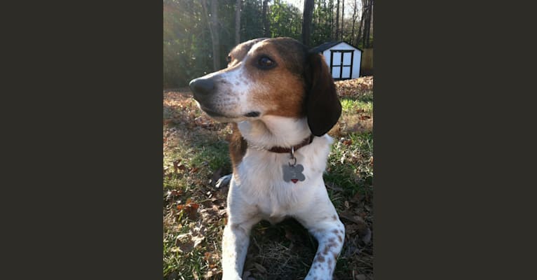 Truvey, an American Foxhound tested with EmbarkVet.com
