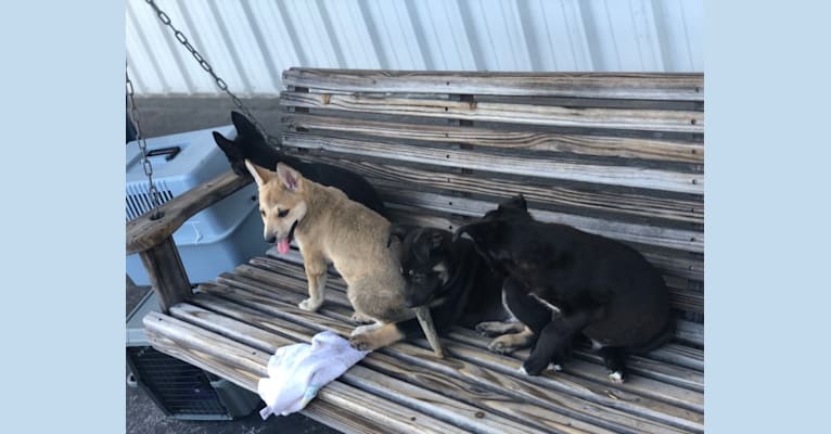 Alaska, a German Shepherd Dog and American Pit Bull Terrier mix tested with EmbarkVet.com