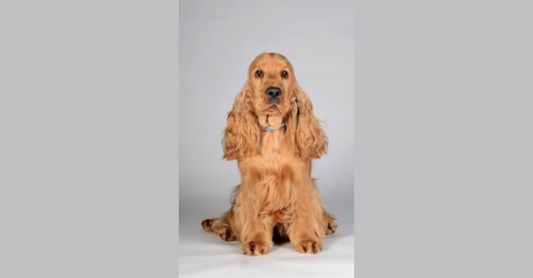 Bewitching’s Rhythm Of Life, an English Cocker Spaniel tested with EmbarkVet.com