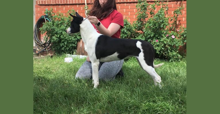 Domino, a Carolina Dog tested with EmbarkVet.com