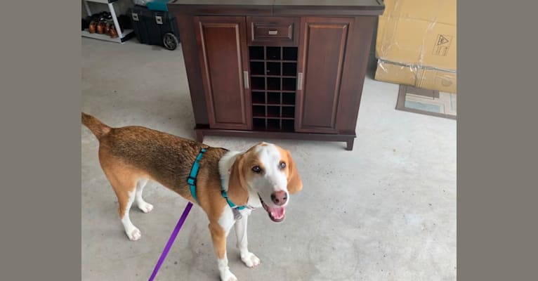Paco, an American Foxhound tested with EmbarkVet.com