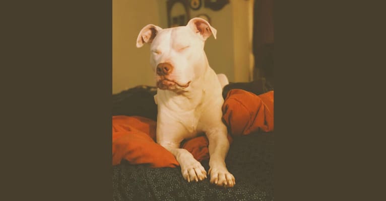 Nina, an American Bulldog and American Pit Bull Terrier mix tested with EmbarkVet.com
