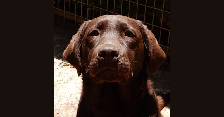 Fannie, a Labrador Retriever tested with EmbarkVet.com
