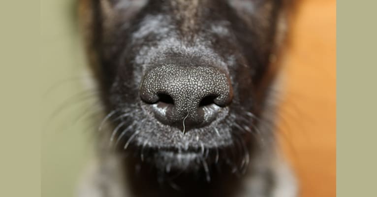 Asa, a Belgian Malinois and German Shepherd Dog mix tested with EmbarkVet.com