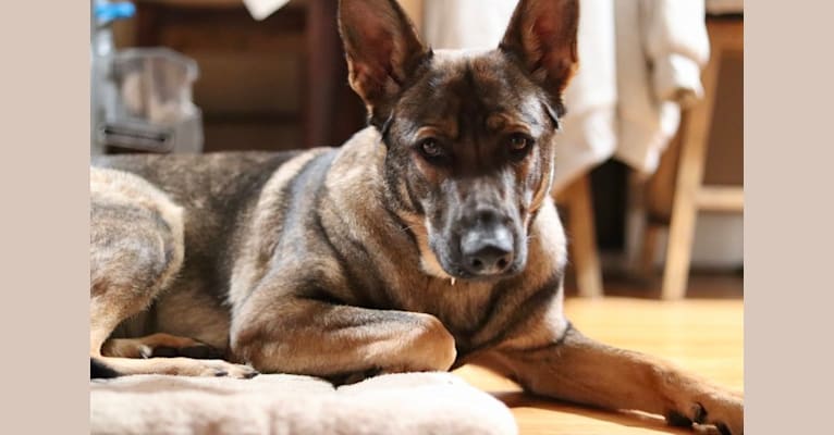 Bonnie, a German Shepherd Dog tested with EmbarkVet.com