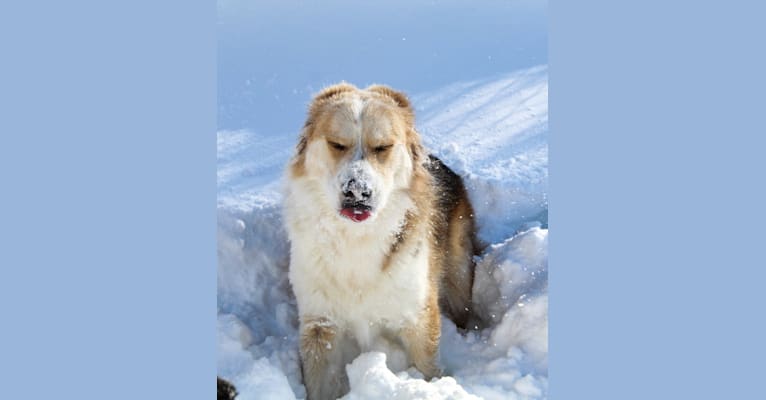 Buckley, a Siberian Husky and Labrador Retriever mix tested with EmbarkVet.com