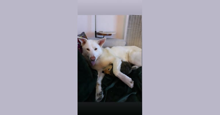 Ace, a German Shepherd Dog and Siberian Husky mix tested with EmbarkVet.com