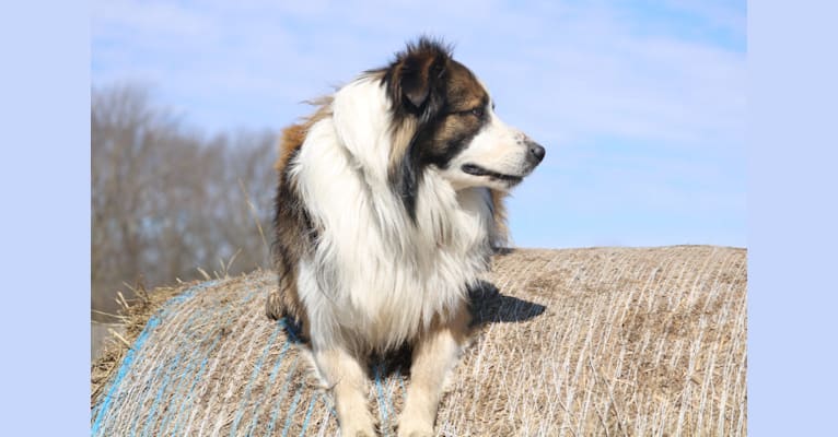 Photo of Gizmo, an English Shepherd  in Kansas, USA