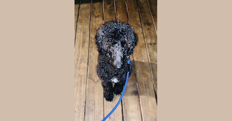 Photo of Sully, a Poodle (Standard)  in Greenville, Kentucky, USA