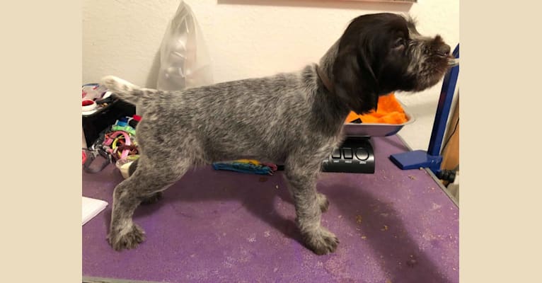 Ember, a German Wirehaired Pointer tested with EmbarkVet.com
