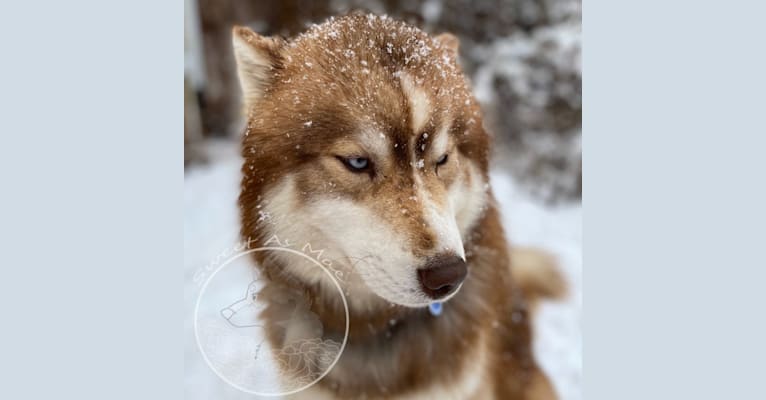 Photo of Emy, a Siberian Husky  in Utah, USA