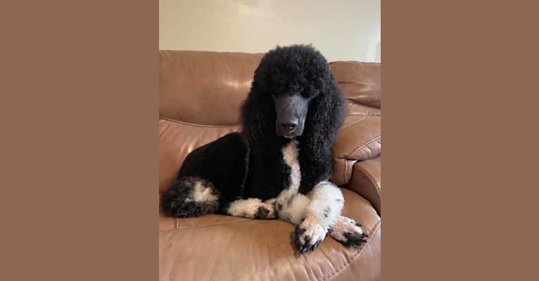 Photo of Story, a Poodle (Standard) 