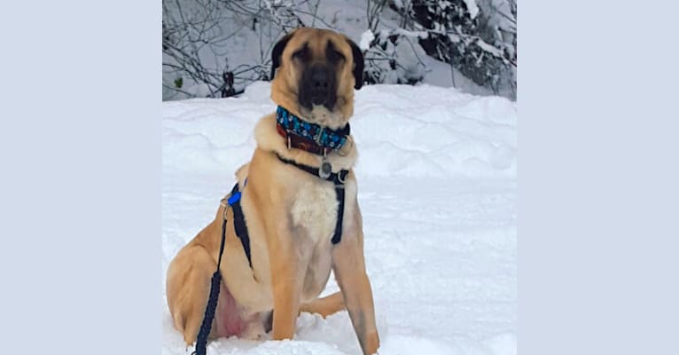 Sıçan, an Anatolian Shepherd Dog tested with EmbarkVet.com