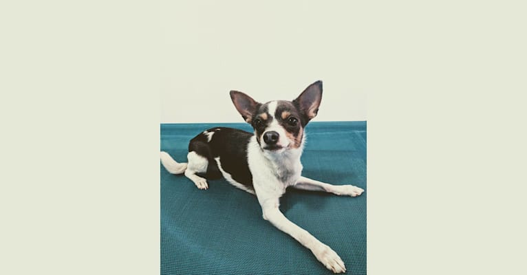 Sesshy, a Chihuahua tested with EmbarkVet.com