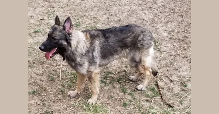 Samson, a German Shepherd Dog and Belgian Malinois mix tested with EmbarkVet.com